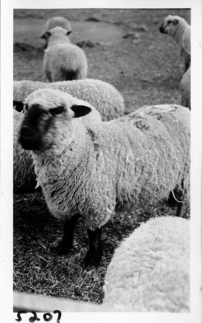 Lambing