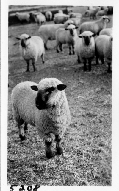 Lambing