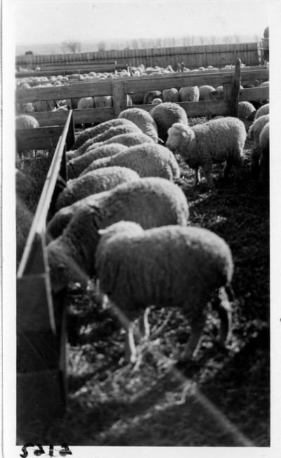 Lambing