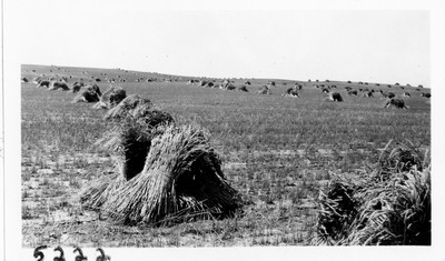 Rye Field