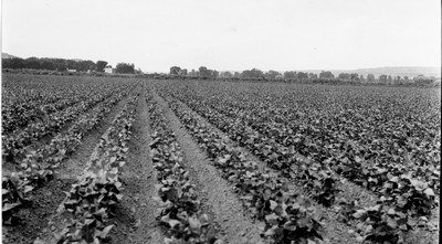 Billings Area - Fields