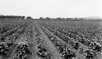 Billings Area - Fields