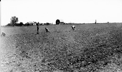 Billings Area - Fields