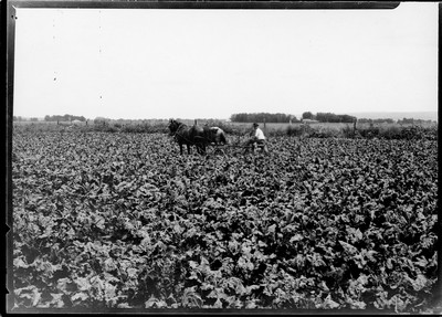 Billings Area - Fields