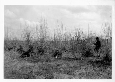 Shelterbelts - Tree Planting