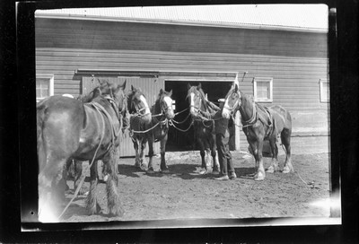 Big Teams - Barn