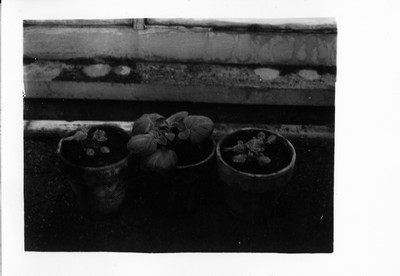 Potatoes