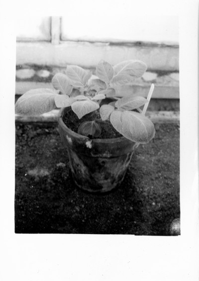 Potatoes