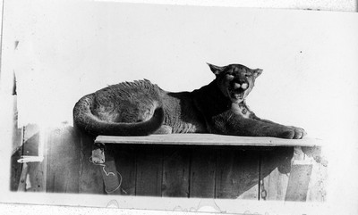 Mountain Lion