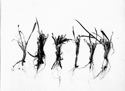 Insect Damage