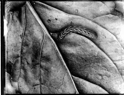 Insects