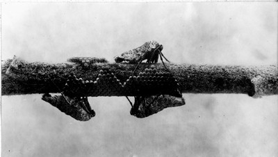 Insects