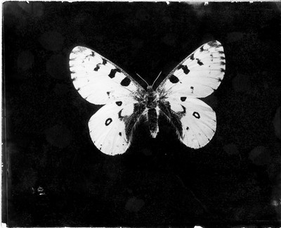 Insects