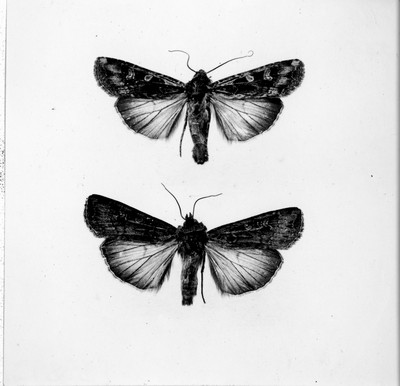 Insects