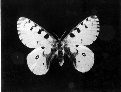 Insects
