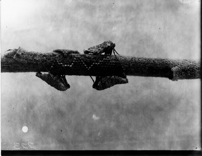 Insects