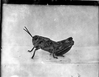 Insects