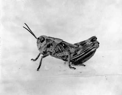 Insects