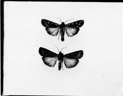 Insects