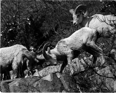 Rams
