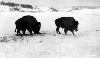 Buffalo