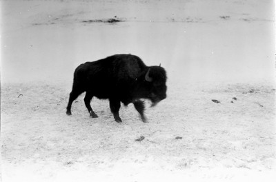 Buffalo