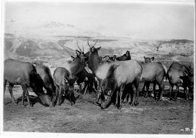 Elk