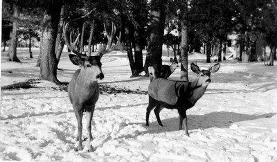 Deer