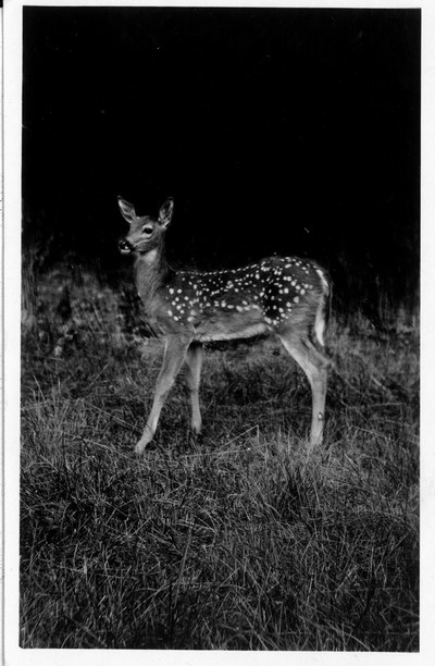 Deer