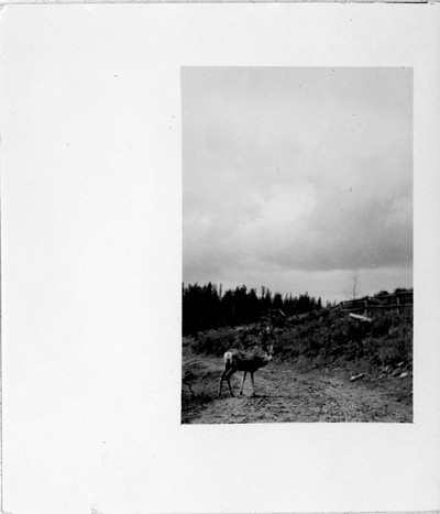 Deer