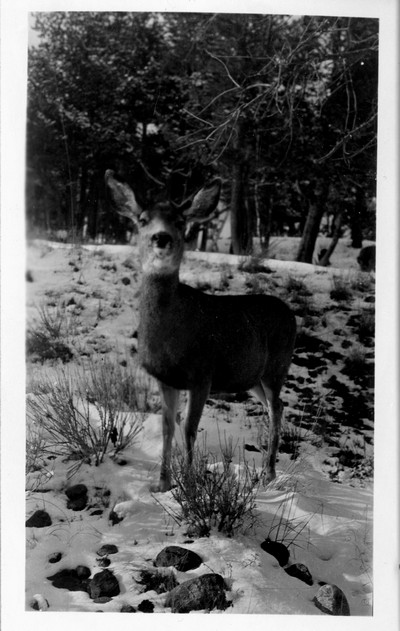 Deer