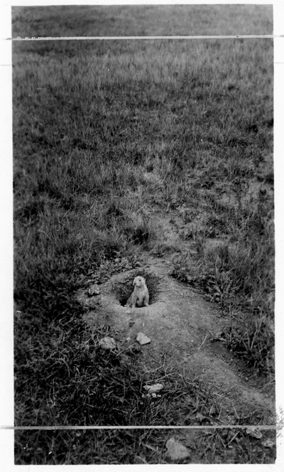 Prairie Dogs