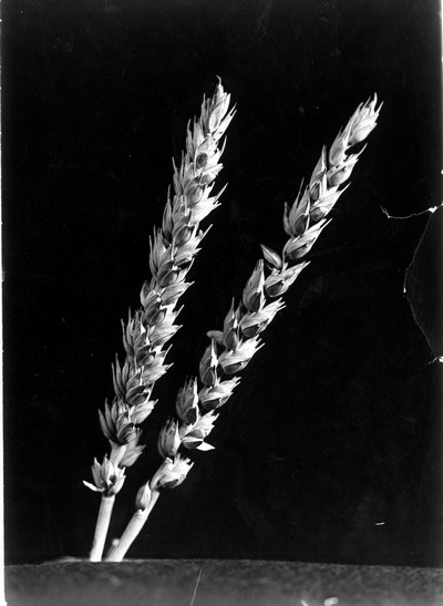 Wheat