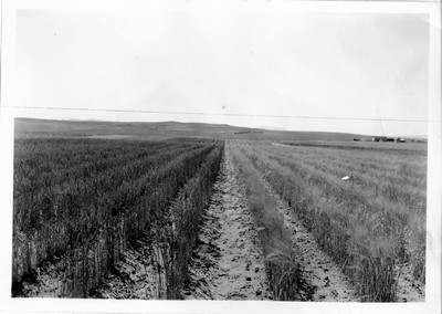 Wheat