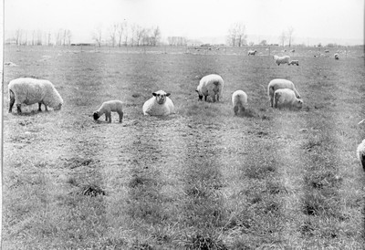 Sheep