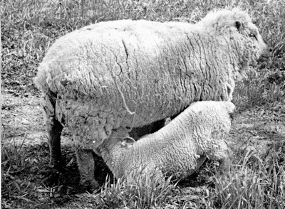 Sheep