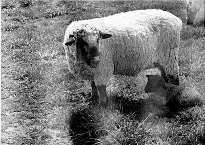 Sheep