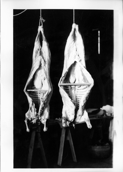 Lamb Carcasses