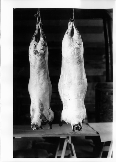Lamb Carcasses