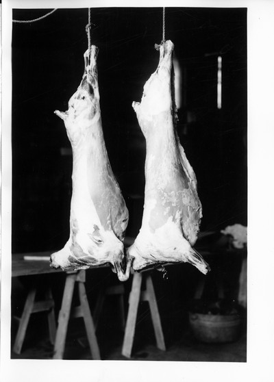 Lamb Carcasses