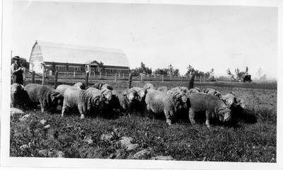 Sheep
