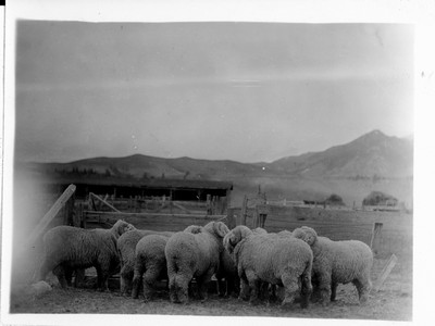 Sheep