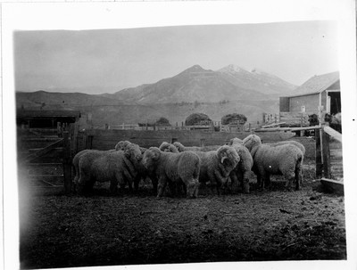 Sheep
