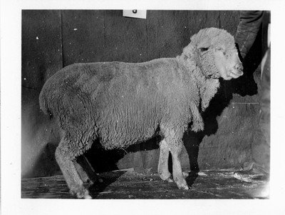 Sheep