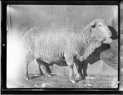 Sheep