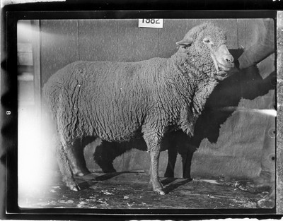 Sheep