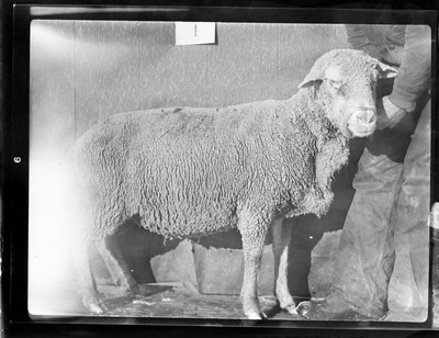 Sheep