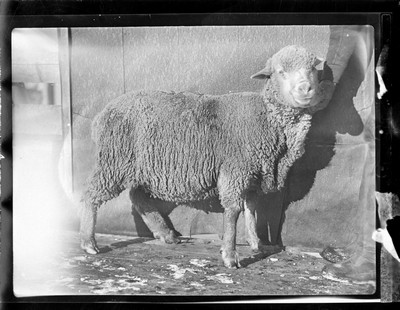 Sheep