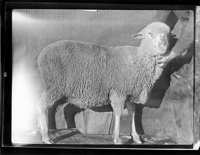 Sheep