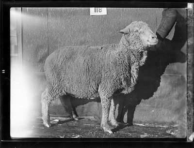 Sheep